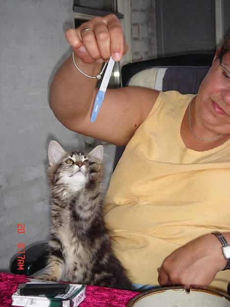 Norsk Skovkat Afrodithe billede 13