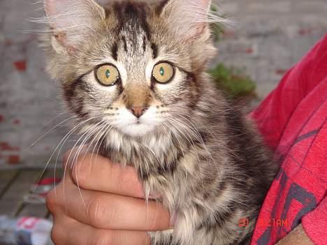 Norsk Skovkat Afrodithe billede 14