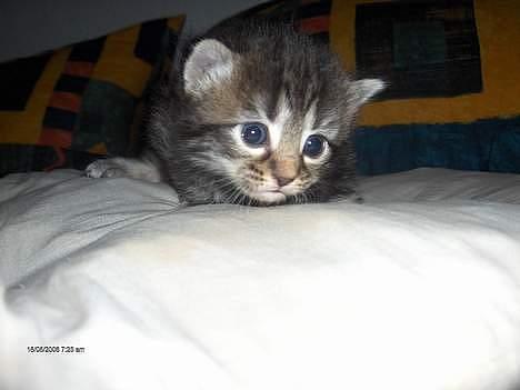 Norsk Skovkat Afrodithe - Afrodith 2½ uge gammel. billede 15