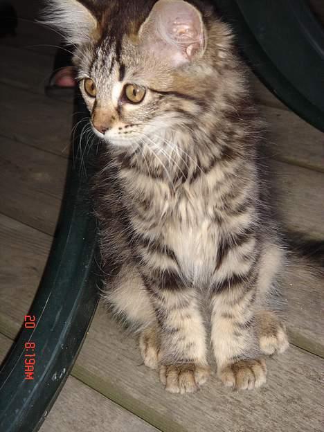 Norsk Skovkat Afrodithe billede 16