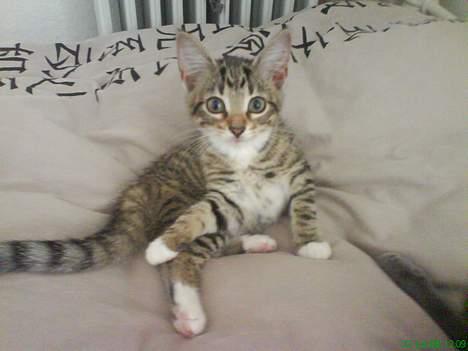 Huskat Mini billede 18