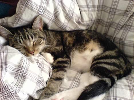 Huskat Spunk - Lille-missen træt billede 1