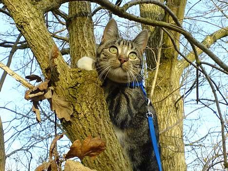 Huskat Spunk - Årh, en fugl er spottet - dyb koncentration billede 2