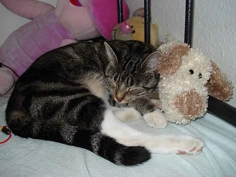 Huskat Spunk - Sammen med yndlings bamserne billede 3