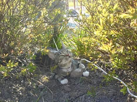 Huskat Spunk - Nyder sommervarmen i busken billede 4