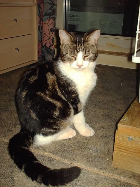 Huskat Pjevs - Se hvor fin jeg er mor billede 1