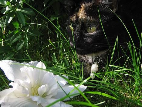 Huskat Mitzi billede 1