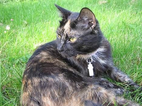 Huskat Mitzi billede 2