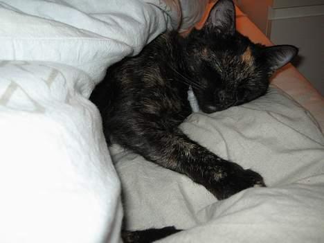 Huskat Mitzi - Mitzi tager sig lige en lille lur i sengen:) billede 3