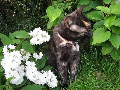 Huskat Mitzi billede 4