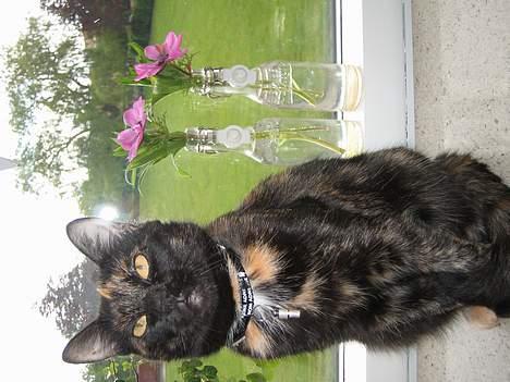 Huskat Mitzi billede 5