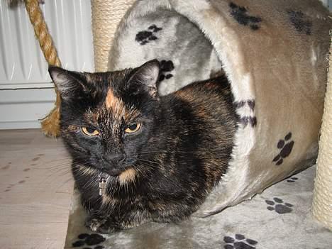 Huskat Mitzi - Skal vi lege?:) billede 6