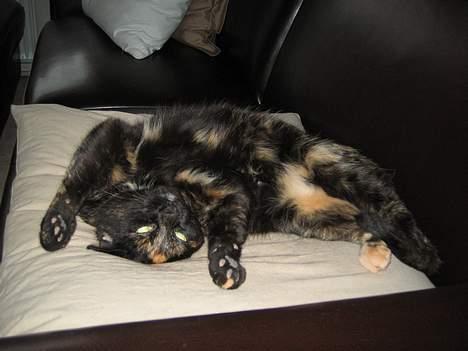 Huskat Mitzi - Sofapuden er dejlig blød:) billede 7