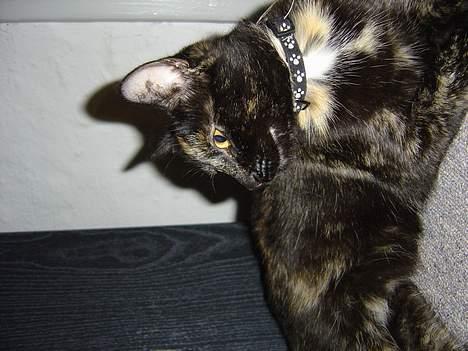 Huskat Mitzi billede 8