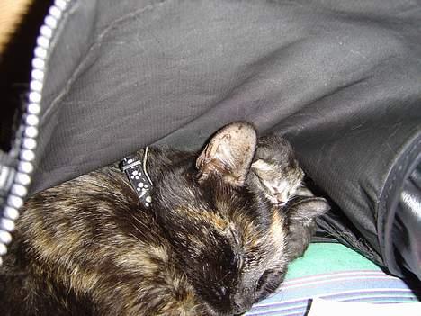 Huskat Mitzi - Mitzi med hendes nyfødte killing Nala (lille Nala ligger bag Mitzi...oppe ved hovedet:) billede 9