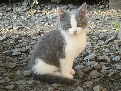 Blanding af racer Sandie billede 1