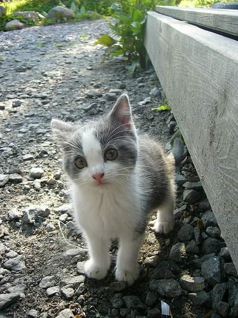 Blanding af racer Sandie billede 2