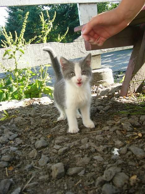 Blanding af racer Sandie billede 3