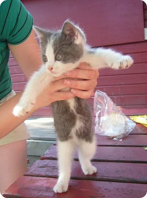 Blanding af racer Sandie billede 4