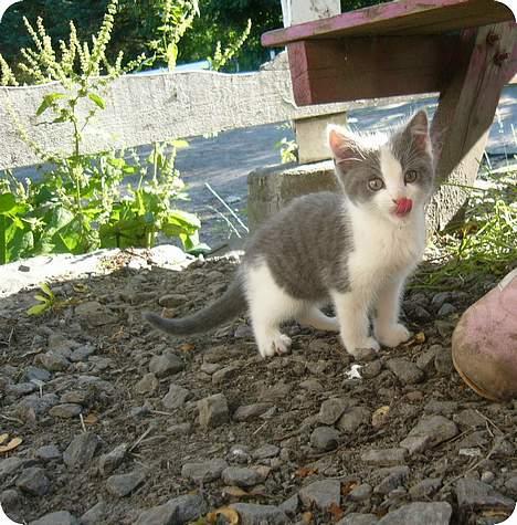 Blanding af racer Sandie billede 5