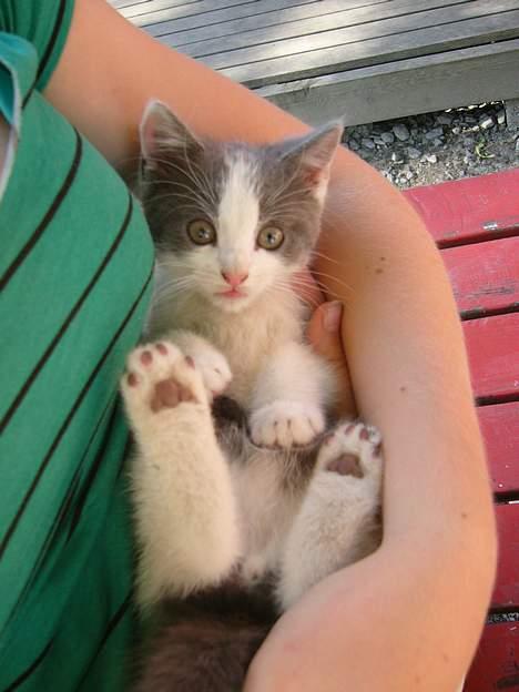 Blanding af racer Sandie billede 6