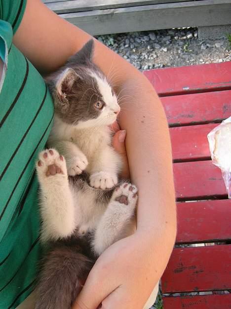 Blanding af racer Sandie billede 7