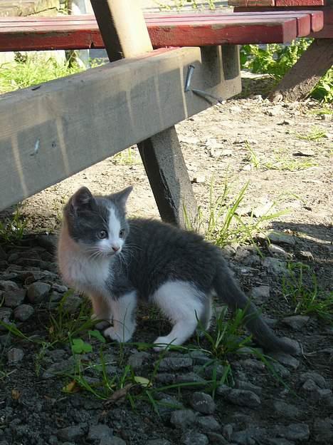 Blanding af racer Sandie billede 8