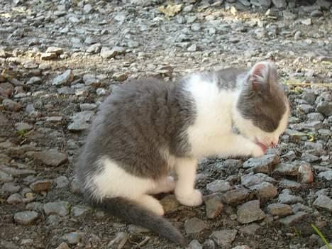 Blanding af racer Sandie billede 9