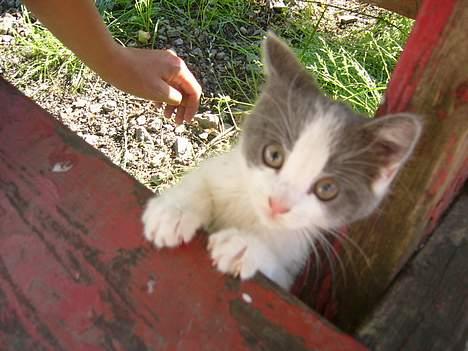 Blanding af racer Sandie billede 10