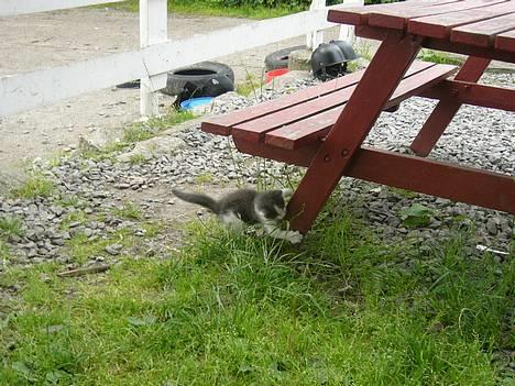 Blanding af racer Sandie billede 11