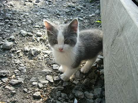 Blanding af racer Sandie billede 12