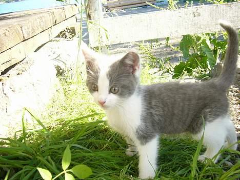 Blanding af racer Sandie billede 13