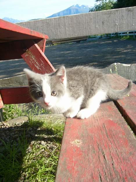 Blanding af racer Sandie billede 14