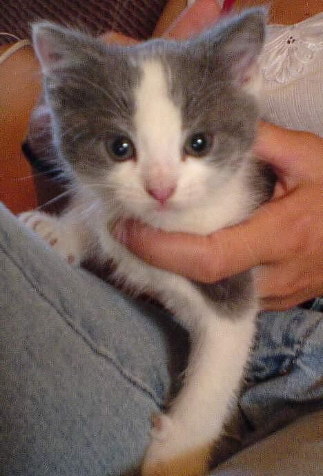 Blanding af racer Sandie billede 15