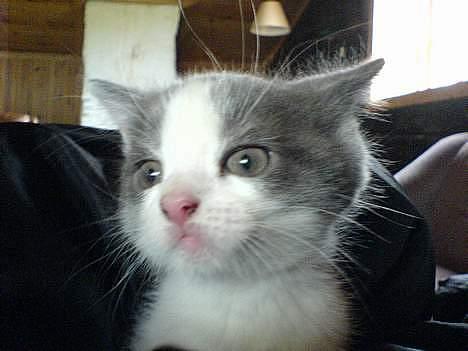 Blanding af racer Sandie billede 17