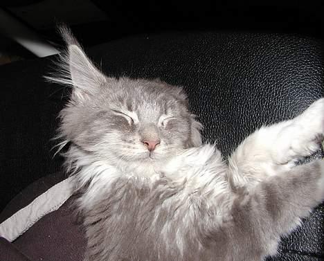 Maine Coon Popsi - Popsi i drømmeland.. billede 1