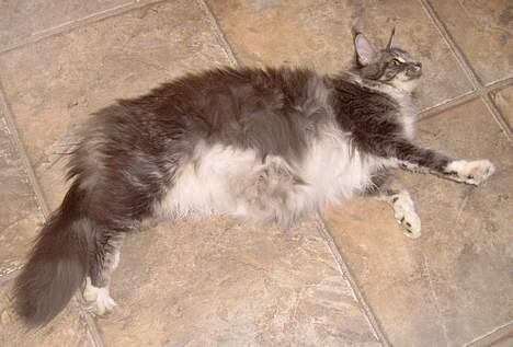 Maine Coon Popsi - Popsi meget gravid, forventer killinger uge 30 billede 2