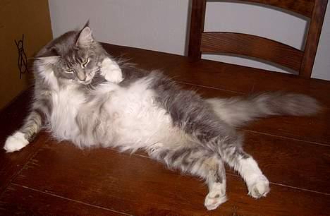 Maine Coon Popsi - Selv om man er tyk, skal maven jo vaskes.. billede 3