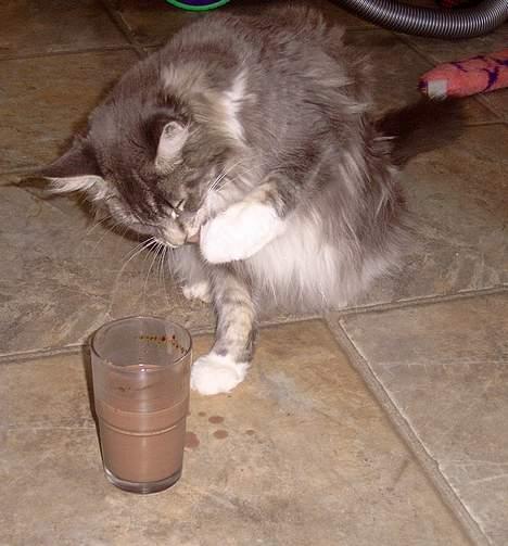 Maine Coon Popsi - Mums kakao mælk det er sagen.. billede 4