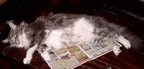 Maine Coon Popsi - Tar lige en lur, sover meget med den store mave.. billede 5