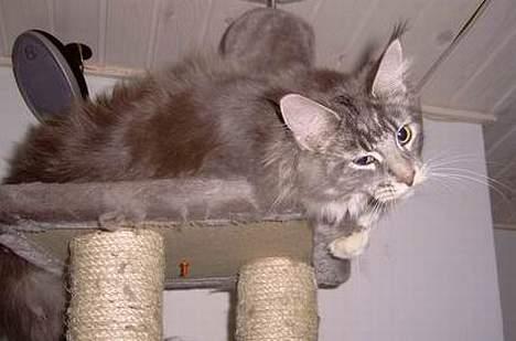 Maine Coon Popsi - slank og fræk. billede 6