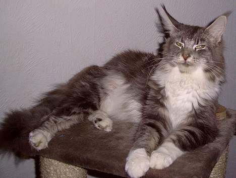 Maine Coon Popsi - Lidt snoppet er man vel.. billede 7