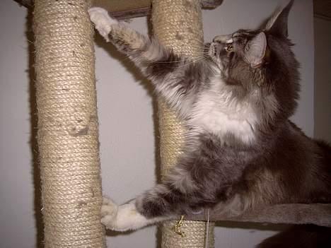 Maine Coon Popsi - hallo deroppe.. billede 8