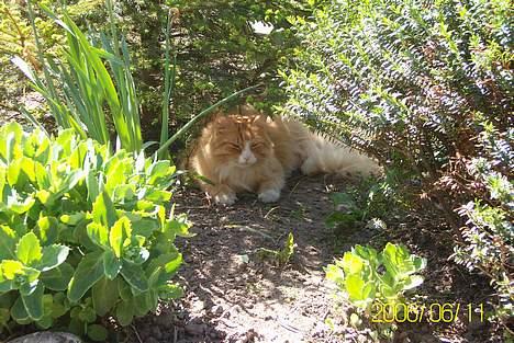 Maine Coon Lucas billede 17
