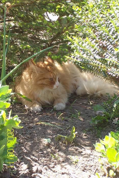 Maine Coon Lucas billede 18