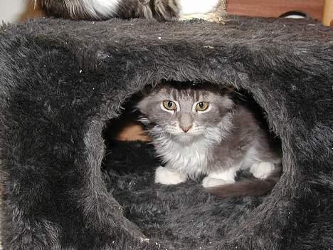 Maine Coon Popsi - 13 uger er lige flyttet ind 2003 billede 9