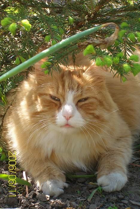 Maine Coon Lucas billede 19