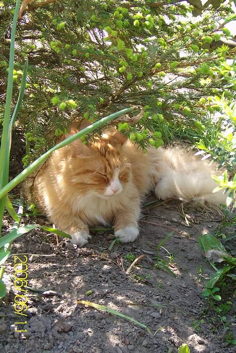 Maine Coon Lucas billede 20