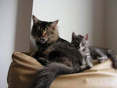 Norsk Skovkat Balou billede 5