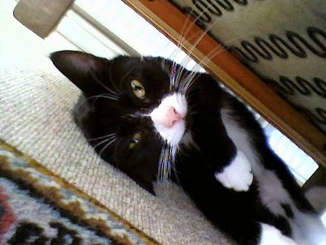 Blanding af racer Sille billede 2